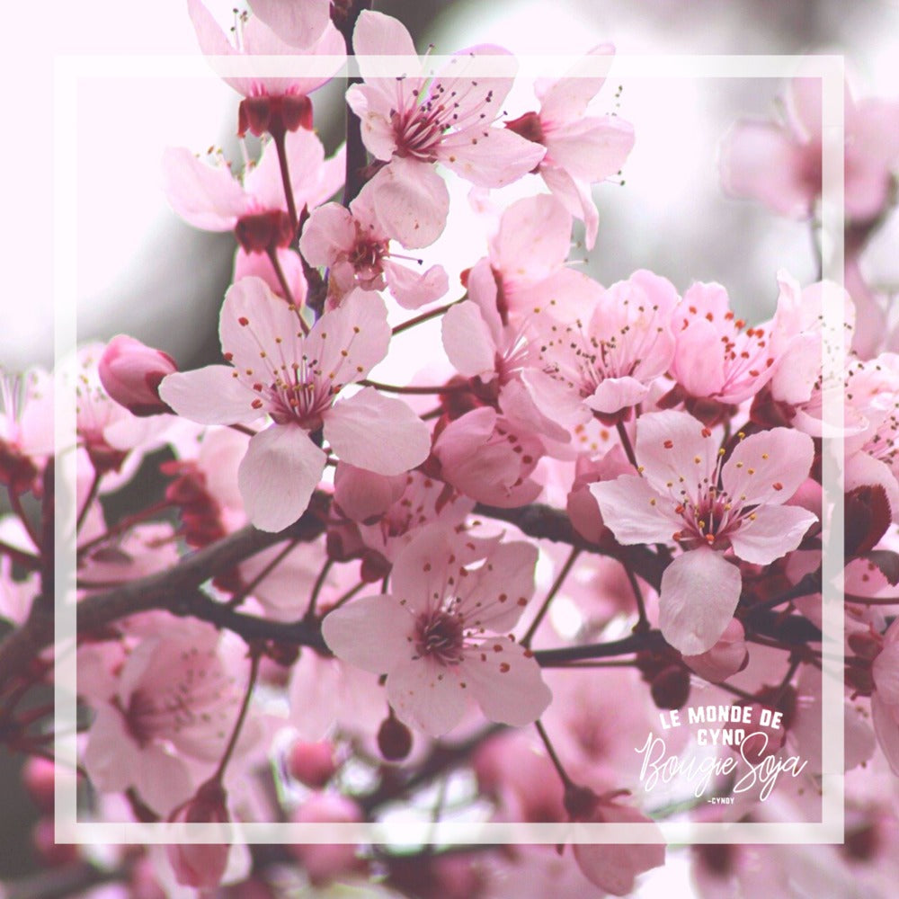 Chandelle -  Fleur de cerisier japonais