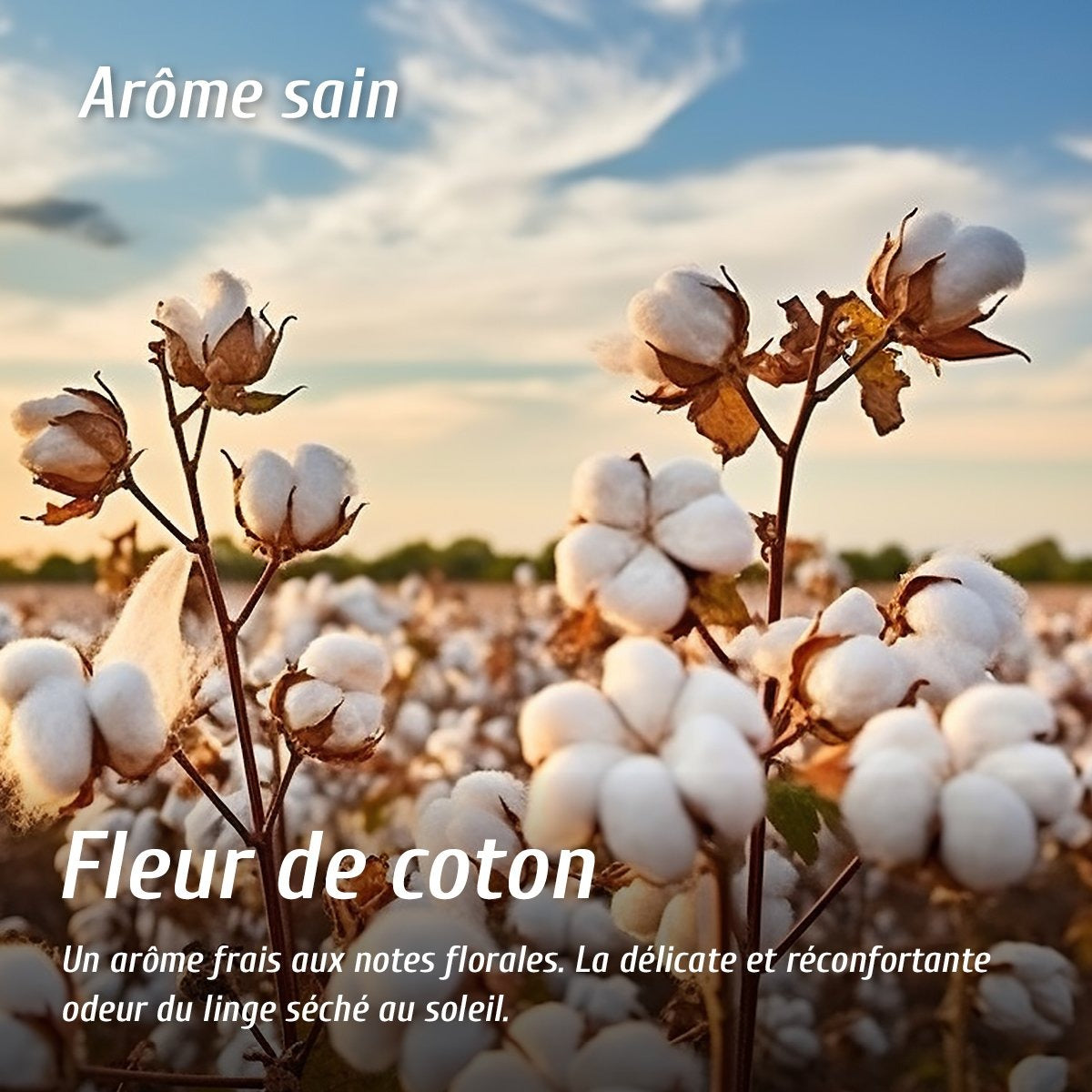 Eau de linge - Fleur de coton