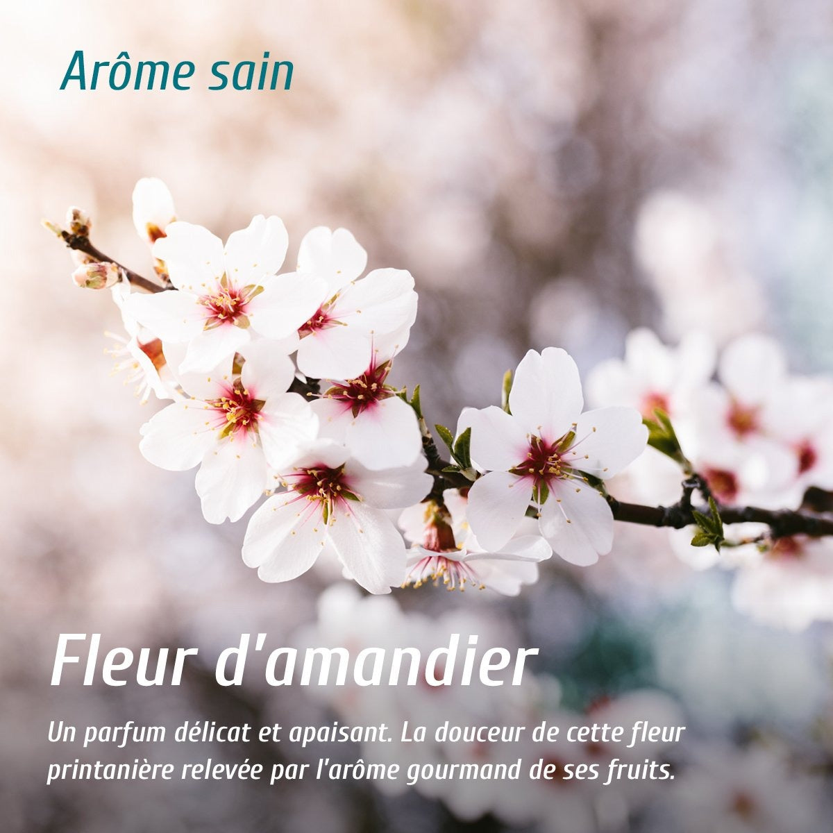 Eau de linge recharge - Fleur d'amandier