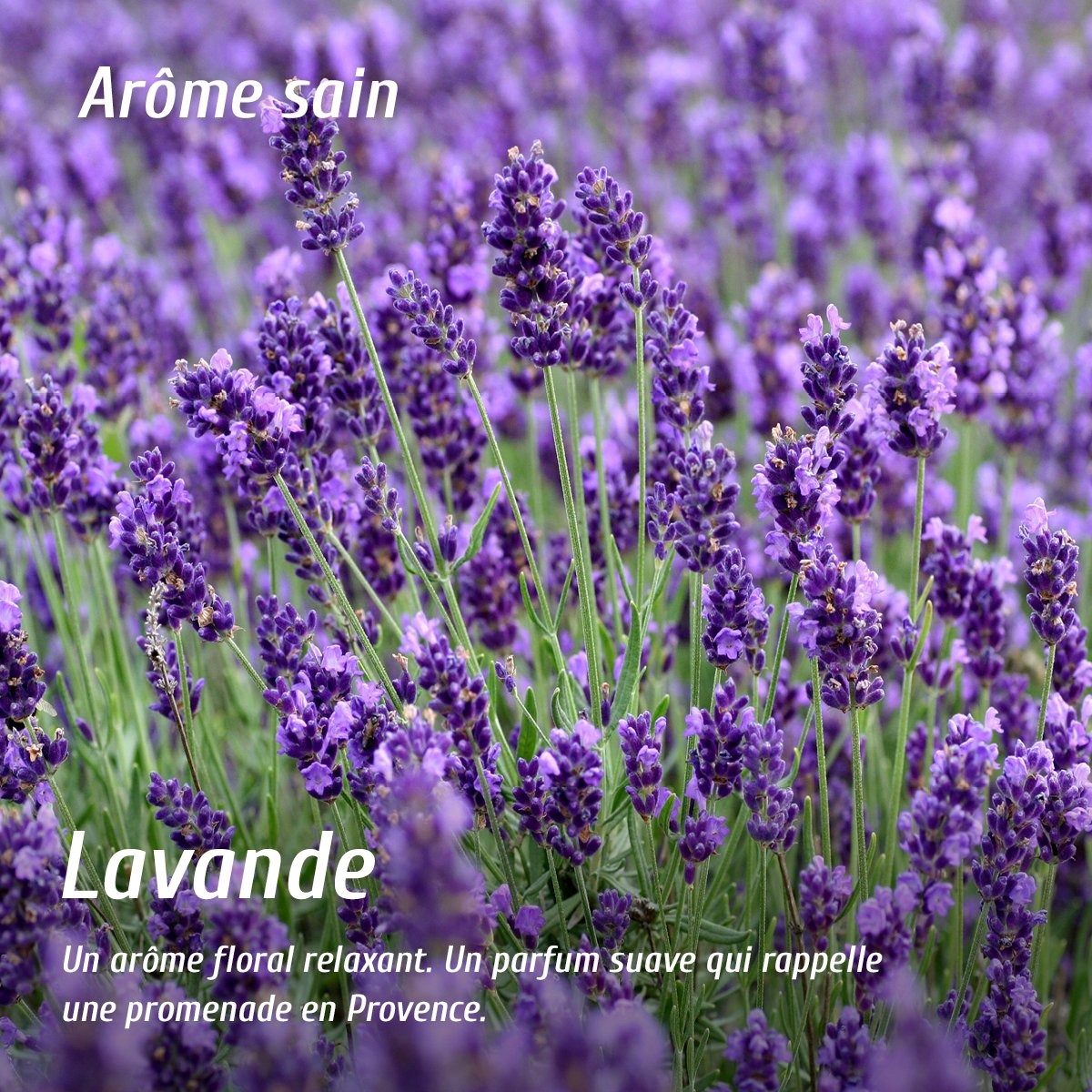 Eau de linge recharge - Lavande