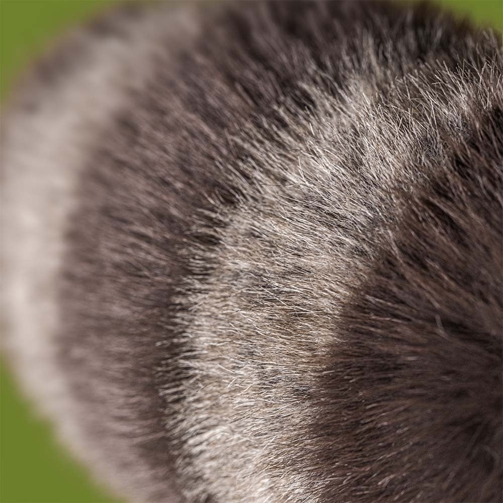 Peluche - Trixiwoo Raccoon (Réservation possible, dispo début juillet)