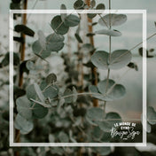 Chandelle -  Eucalyptus