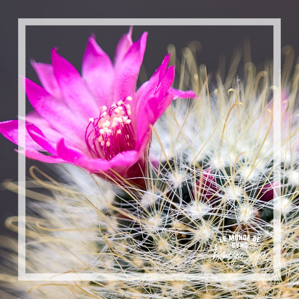 Chandelle -  Fleur de cactus