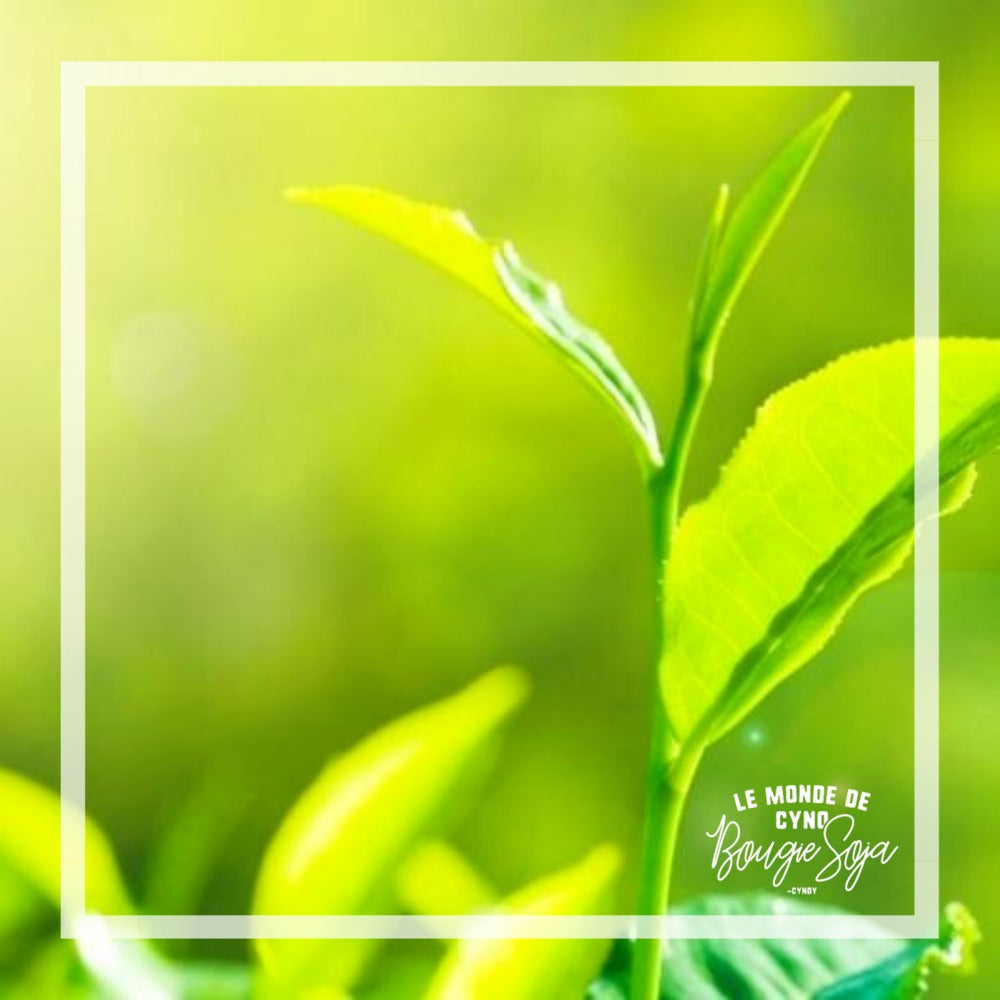 Chandelle - Eucalyptus et menthe