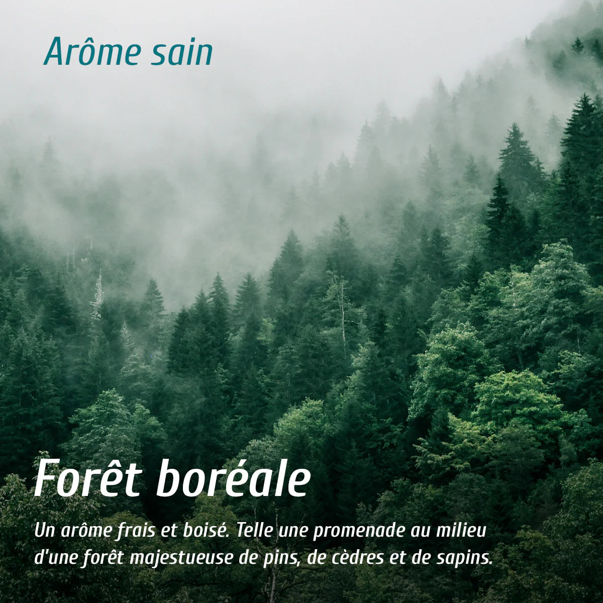 Diffuseur d'arôme - Forêt boréale